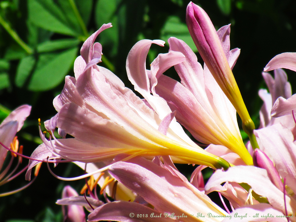 Pink Lilies ~ Simple Gifts